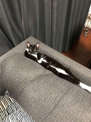 Illustration de l'article : 15 photos de chats tellement adorables qu&rsquo;ils devraient &ecirc;tre d&eacute;clar&eacute;s tr&eacute;sors nationaux