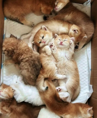 Illustration de l'article : 15 photos de chats si adorables qu&rsquo;ils chassent instantan&eacute;ment la mauvaise humeur