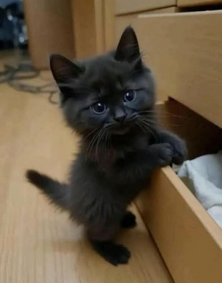 Illustration de l'article : 15 photos de chats si adorables qu&rsquo;ils chassent instantan&eacute;ment la mauvaise humeur