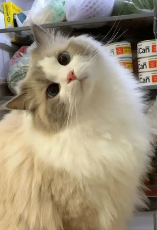 Illustration de l'article : 15 photos de chats si adorables qu&rsquo;ils chassent instantan&eacute;ment la mauvaise humeur