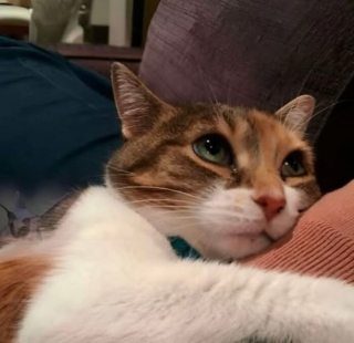 Illustration de l'article : 15 photos de chats si adorables qu&rsquo;ils chassent instantan&eacute;ment la mauvaise humeur