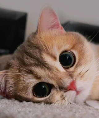 Illustration de l'article : 15 photos de chats si adorables qu&rsquo;ils chassent instantan&eacute;ment la mauvaise humeur