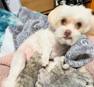 Illustration de l'article : Lors d’une grossesse fantôme, une chienne exprime son attachement et entraîne sa maîtresse vers ses chatons imaginaires (vidéo) 