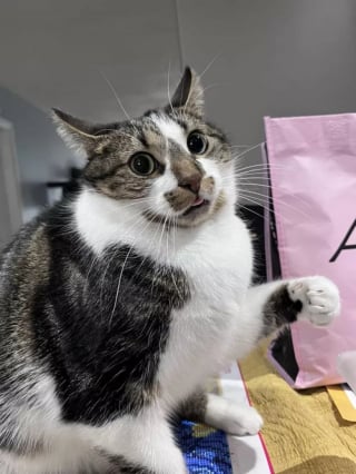 Illustration de l'article : 15 photos qui mettent en lumi&egrave;re l&rsquo;art de vivre selon nos amis les chats