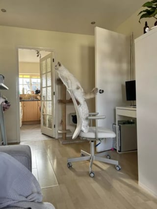 Illustration de l'article : 15 photos qui mettent en lumi&egrave;re l&rsquo;art de vivre selon nos amis les chats