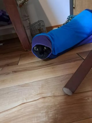 Illustration de l'article : 15 photos qui mettent en lumi&egrave;re l&rsquo;art de vivre selon nos amis les chats