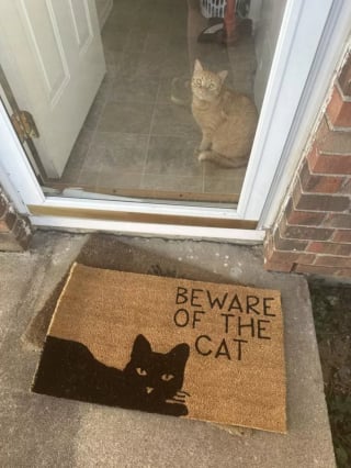 Illustration de l'article : 15 photos qui mettent en lumi&egrave;re l&rsquo;art de vivre selon nos amis les chats