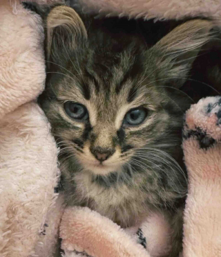 Illustration de l'article : De prostrés et terrorisés, ces 4 chatons deviennent des boules d’amour grâce à la bienveillance de leur maman d’accueil