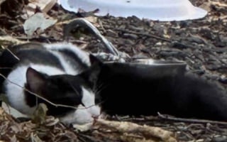 Illustration de l'article : Trouvée dans une ruelle avec ses chatons, une chatte met de côté sa méfiance et trouve sa place dans la boutique appartenant à la femme lui ayant tendu la main