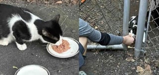 Illustration de l'article : Trouvée dans une ruelle avec ses chatons, une chatte met de côté sa méfiance et trouve sa place dans la boutique appartenant à la femme lui ayant tendu la main