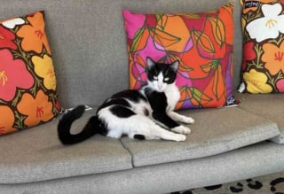 Illustration de l'article : Trouvée dans une ruelle avec ses chatons, une chatte met de côté sa méfiance et trouve sa place dans la boutique appartenant à la femme lui ayant tendu la main