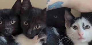 Illustration de l'article : Trouvée dans une ruelle avec ses chatons, une chatte met de côté sa méfiance et trouve sa place dans la boutique appartenant à la femme lui ayant tendu la main