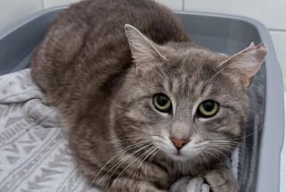 Illustration de l'article : Un chat méfiant et solitaire, choisit enfin de se laisser approcher par une femme attentionnée et change de vie