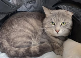 Illustration de l'article : Un chat méfiant et solitaire, choisit enfin de se laisser approcher par une femme attentionnée et change de vie