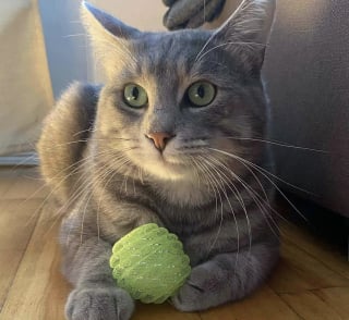 Illustration de l'article : Un chat méfiant et solitaire, choisit enfin de se laisser approcher par une femme attentionnée et change de vie