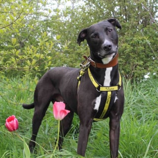 Illustration de l'article : Ignoré pendant 3 ans à cause de sa taille et de sa couleur ce chien peut désormais profiter d’un bonheur bien mérité