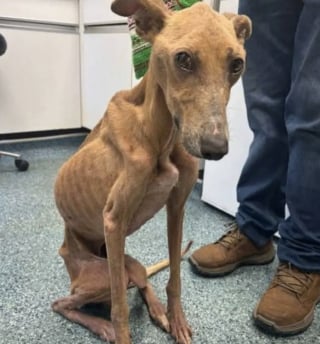 Illustration de l'article : Retrouvé attaché à un arbre, ce chien pesait la moitié de son poids réglementaire lors de son sauvetage