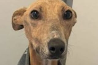 Illustration de l'article : Retrouvé attaché à un arbre, ce chien pesait la moitié de son poids réglementaire lors de son sauvetage