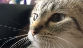 Illustration de l'article : Apr&egrave;s avoir v&eacute;cu dans la rue, ce chat devient le meilleur soutien de celui qui l&rsquo;a sauv&eacute;