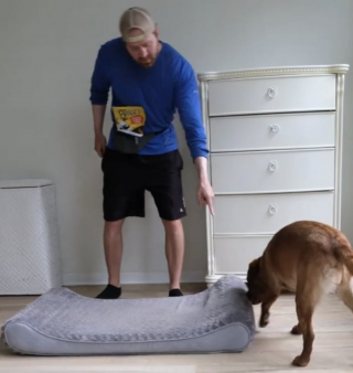 Illustration de l'article : Très fusionnelles, cette chienne et sa soeur féline échafaudent un plan pour récupérer un paquet de friandises (vidéo)