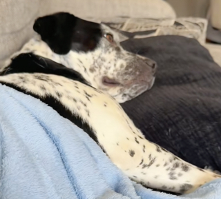 Illustration de l'article : « À chaque fois qu’elle m’entend mettre son émission, elle se met à l’aise », cette chienne issue d’un sauvetage nous donne une vraie leçon de confort (vidéo)