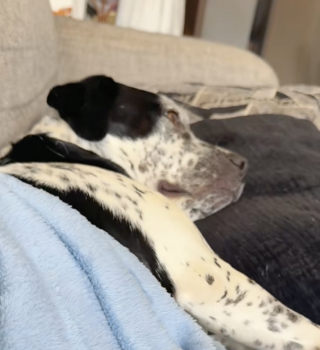 Illustration de l'article : « À chaque fois qu’elle m’entend mettre son émission, elle se met à l’aise », cette chienne issue d’un sauvetage nous donne une vraie leçon de confort (vidéo)