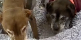 Illustration de l'article : Auparavant terrorisé, ce chien reconnaissant aide sa sœur de 17 ans souffrant de surdité avec tendresse (vidéo)