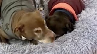 Illustration de l'article : Auparavant terrorisé, ce chien reconnaissant aide sa sœur de 17 ans souffrant de surdité avec tendresse (vidéo)