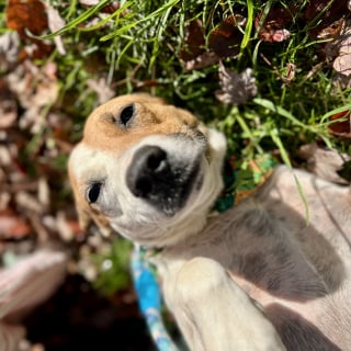 Illustration de l'article : Cette chienne autrefois incontrôlable et fugueuse charme enfin une famille et trouve un foyer où elle a envie de rester