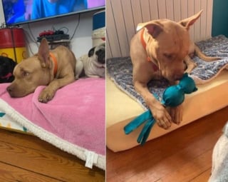 Illustration de l'article : Autrefois brutalisé et négligé, ce chien vit aujourd'hui le bonheur dont il était privé après l'intervention d'une association