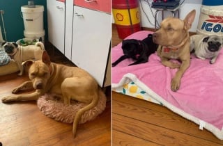 Illustration de l'article : Autrefois brutalisé et négligé, ce chien vit aujourd'hui le bonheur dont il était privé après l'intervention d'une association