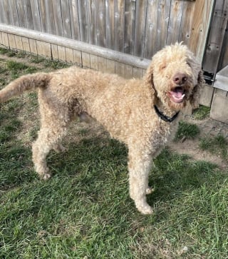 Illustration de l'article : Abandonné par son éleveur, ce chien découvre progressivement que la vie peut lui offrir une nouvelle chance et l'amour