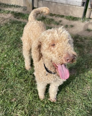 Illustration de l'article : Abandonné par son éleveur, ce chien découvre progressivement que la vie peut lui offrir une nouvelle chance et l'amour