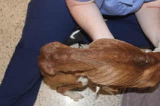 Illustration de l'article : Dans une maison laissée à l’abandon, 2 chiennes malades retrouvent l'espoir grâce à leurs sauveteurs