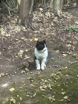 Illustration de l'article : Un chat errant "inconnu" s’invite devant sa porte, elle réalise qu’ils s’étaient déjà croisés des années plus tôt