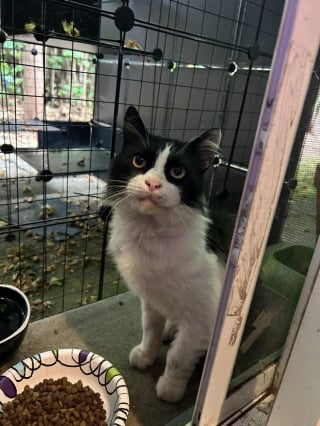 Illustration de l'article : Un chat errant "inconnu" s’invite devant sa porte, elle réalise qu’ils s’étaient déjà croisés des années plus tôt