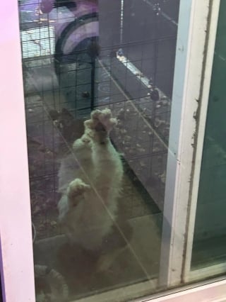 Illustration de l'article : Un chat errant "inconnu" s’invite devant sa porte, elle réalise qu’ils s’étaient déjà croisés des années plus tôt