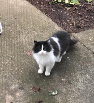 Illustration de l'article : Un chat errant "inconnu" s’invite devant sa porte, elle réalise qu’ils s’étaient déjà croisés des années plus tôt