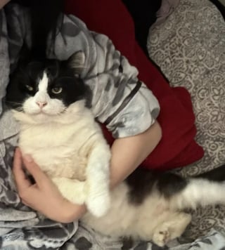 Illustration de l'article : Un chat errant "inconnu" s’invite devant sa porte, elle réalise qu’ils s’étaient déjà croisés des années plus tôt