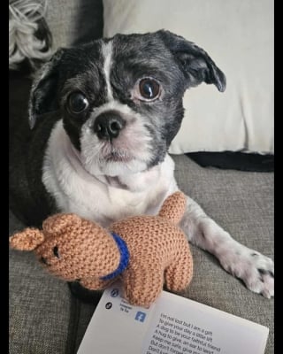 Illustration de l'article : « Je suis époustouflé par votre générosité », le personnel d’un refuge qui pensait devoir fermer retrouve l'espoir grâce à un bel élan de solidarité