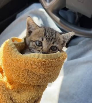 Illustration de l'article : Désireux d'adopter un animal, il comprend que son rêve est en passe d'être exaucé en entendant miauler sous sa voiture (vidéo)