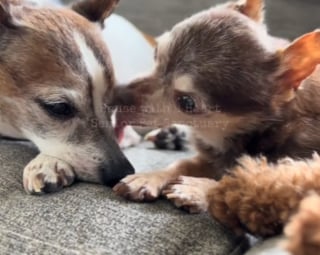 Illustration de l'article : Un Chihuahua sénior abandonné et blessé par balle retrouve sa joie de vivre grâce à un autre vieux chien l'ayant placé sous sa protection (vidéo)