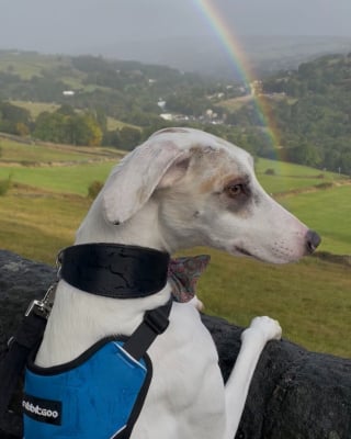 Illustration de l'article : Alors qu’il a passé 370 jours en refuge, ce toutou laisse exploser sa joie lorsque sa famille pour la vie vient le chercher (vidéo)