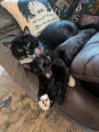 Illustration de l'article : Décrit par ses maîtres comme antisocial et renfermé, ce chat change complètement de comportement au contact d’un chaton