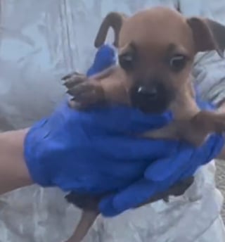 Illustration de l'article : Jeté dans une benne à ordures, ce chiot est non seulement sauvé de justesse, mais il va également connaître le bonheur de vivre dans une famille aimante (vidéo)