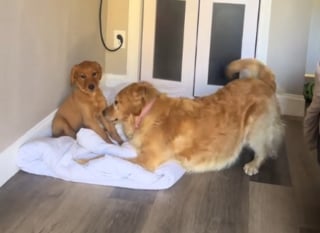 Illustration de l'article : Un chiot timide fraîchement adopté ne bouge pas d'un poil face à sa congénère adulte surexcitée dans une scène qui annonce une belle amitié (vidéo)