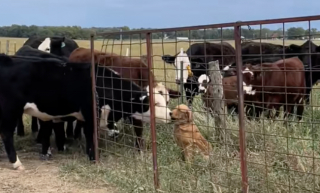 Illustration de l'article : « Elle passe ses journées avec elles », une Golden Retriever a trouvé ses meilleures amies parmi les vaches de la ferme (vidéo)