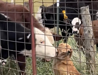 Illustration de l'article : « Elle passe ses journées avec elles », une Golden Retriever a trouvé ses meilleures amies parmi les vaches de la ferme (vidéo)