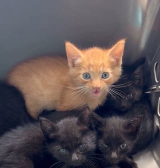 Illustration de l'article : Venus r&eacute;cup&eacute;rer 5 chatons signal&eacute;s par un voisin, les b&eacute;n&eacute;voles ont la surprise d'en d&eacute;couvrir 2 de plus