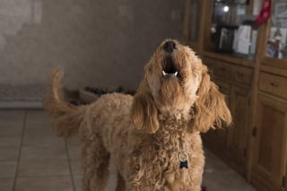 Illustration de l'article : Un chien s’affole au milieu de la nuit et sauve son maître qui comprend trop tard qu’un incendie vient de se déclarer chez lui
